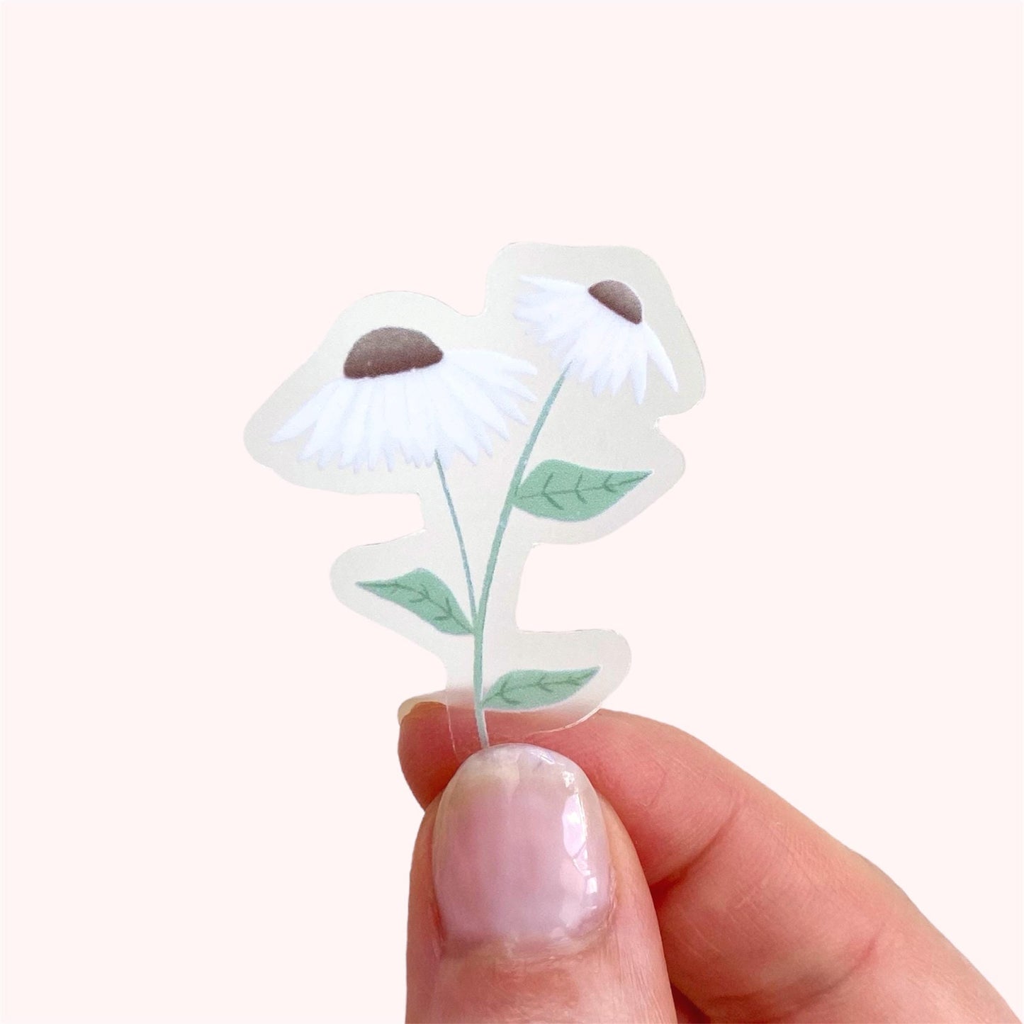 Hand holding a clear sticker with daisies with white petals and green leaves on a white background